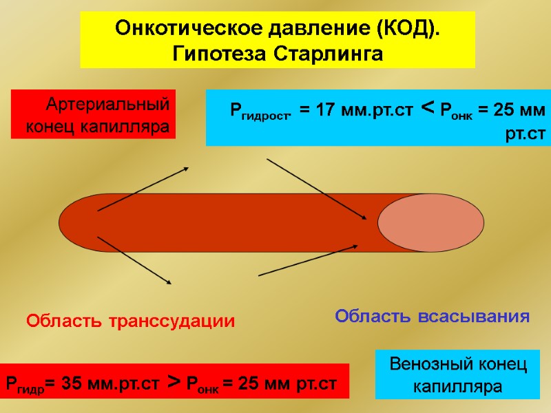 Онкотическое давление (КОД). Гипотеза Старлинга Артериальный конец капилляра Венозный конец капилляра Ргидр= 35 мм.рт.ст